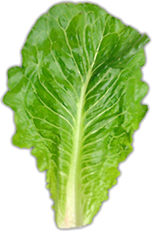 Lettuce Leaves